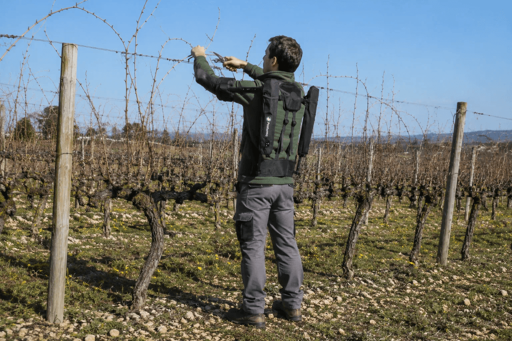 Vigneron équipé d’un exosquelette taillant la vigne bras levés